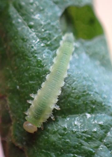 Réf. 289 540 : Nematinus sp.